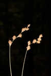 Eastern straw sedge